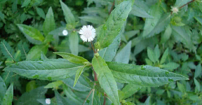 Lá nhọ nồi có tác dụng tạo dáng lông mày lá liễu cho bé