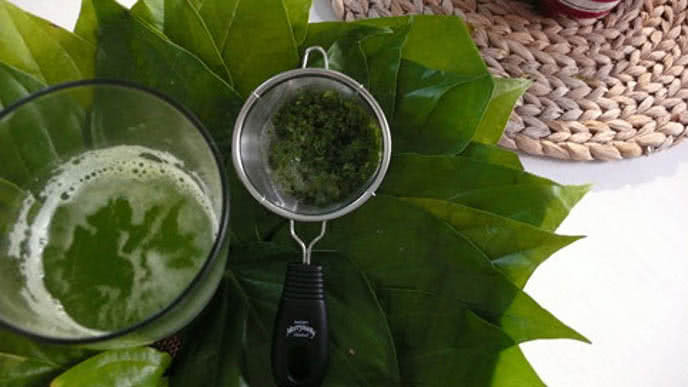 Minh Hà mách 6 công dụng của lá trầu không ít ai biết