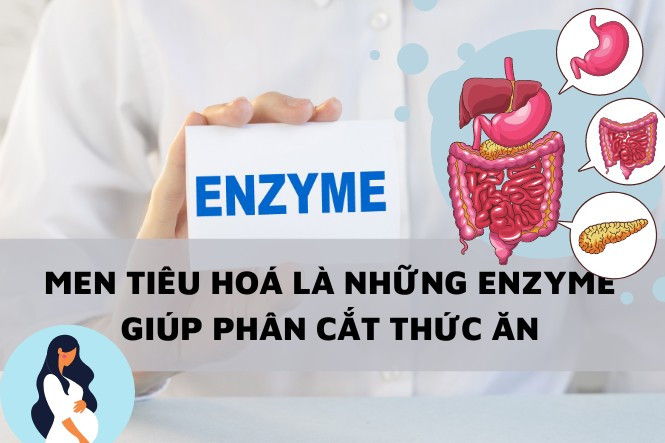 Men tiêu hóa cho bà bầu – Bà bầu nên dùng men tiêu hoá hay men vi sinh?
