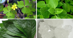 Sạch sản dịch sau sinh bằng cách dân gian sau 3 ngày