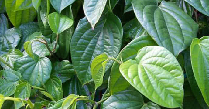 Tạo dáng lông mày lá liễu cho con cực đơn giản