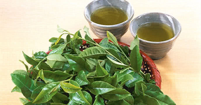 Uống nước lá vối vừa lợi sữa, vừa tốt cho sức khỏe mẹ bỉm