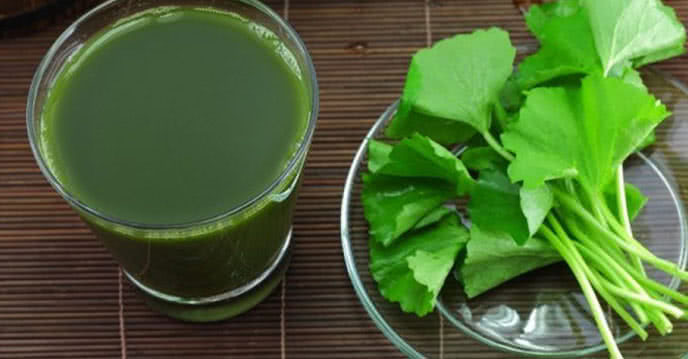 Uống nước rau má cải thiện đáng kể chất lượng sữa