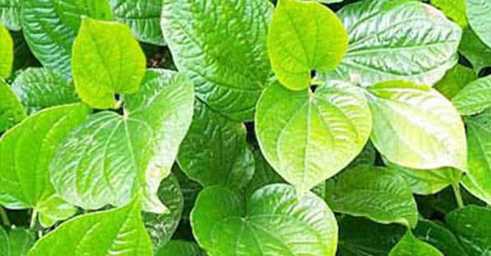 Xóa thâm quầng mắt sau sinh bằng lá trầu