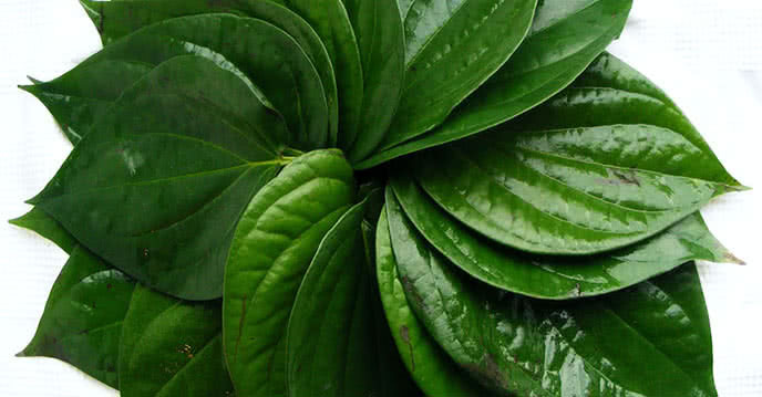 Xông vùng kín bằng lá trầu không giúp đẩy sản dịch hiệu quả và làm sạch âm đạo