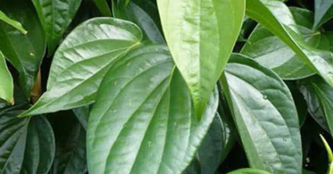 Xông vùng kín sau sinh với lá trầu không hiệu quả và an toàn